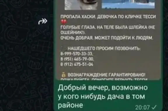 Собаки потеряшки, Челябинская область, фото: Потеряшка черно-белая собака, Челябинск