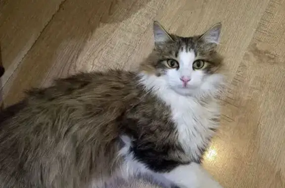 Найдена кошка, Копейск, фото: Найдена кошка, 19, Копейск