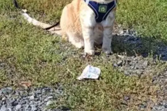 Кошки потеряшки, Тюкалинск, фото: Потеряшка рыжая кошка, 2-я Магистральная, 5И