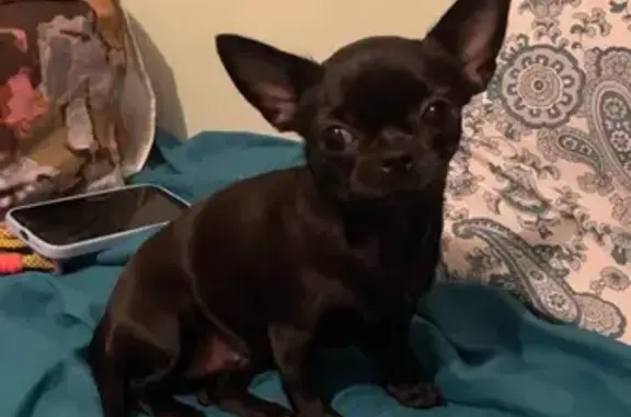 Найдена собака, Москва, фото: Чихуахуа найдена: Староконюшенный пер., 36