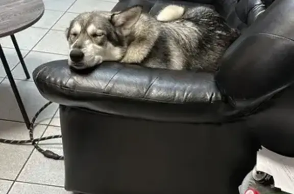 Пропала собака в Кривошеино, 137