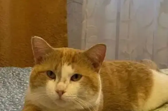 Кошки потеряшки, Ханты-Мансийск, фото: Потеряшка кошка, ул. Сирина 51, Х-Мансийск