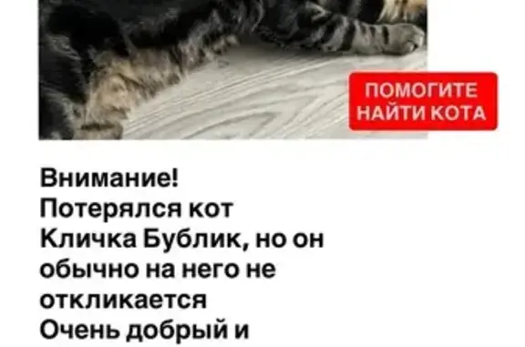 Пропала кошка, Сахалинская 5А, Владивосток