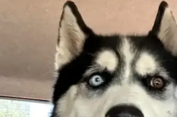 Пропала собака, Тисуль, Кемеровская обл.