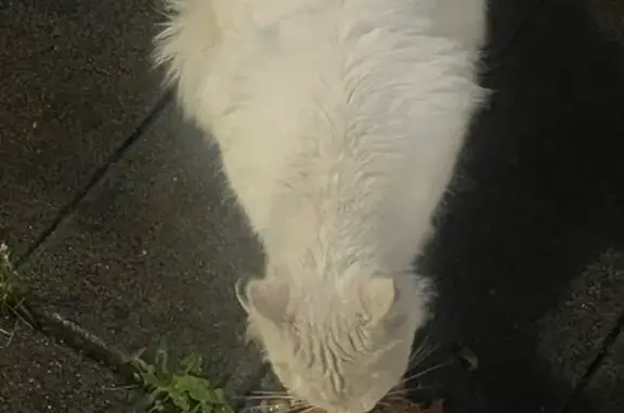 Кошка найдена: Авангардная ул, 10, Москва