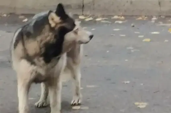 Найдена собака, Брянск, фото: Хаски найдена у ТЦ Речной, Брянск, Комарова 63