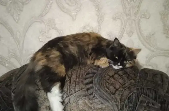 Кошки потеряшки, Тамбовская область, фото: Потеряшка трёхцветная кошка, Тамбовская обл.