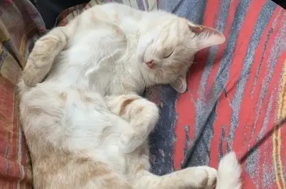 Найдена кошка, Рязань, фото: Котик найден: Олимпийский городок 9, Рязань