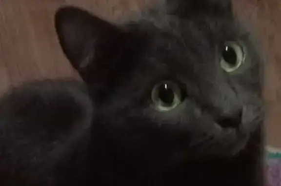 Пропала кошка, ул. Ленина 6А, Коркино