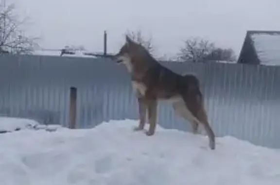 Собаки потеряшки, Тамбовская область, фото: Потеряшка собака, Елизавет-Михайловка