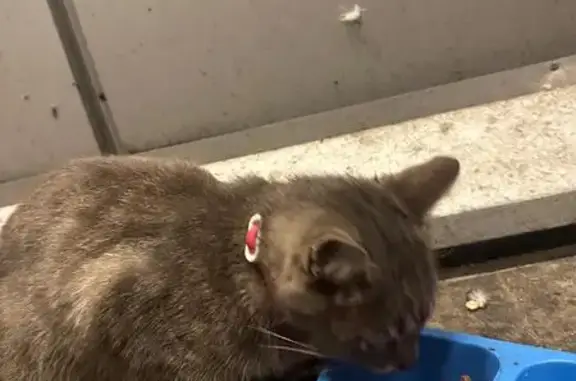 Найдена кошка, Красное Село, фото: Кошка найдена у Пятёрочки, Стрельнинское ш. 4к1