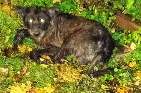 Найдена собака, Санкт-Петербург, фото: Собака найдена: Красное Село, СПб