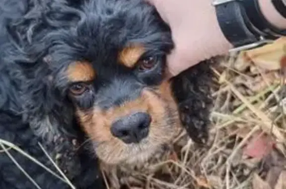 Найдена собака, Белгородская область, фото: Спаниель найден у трассы Шопино-Терновка