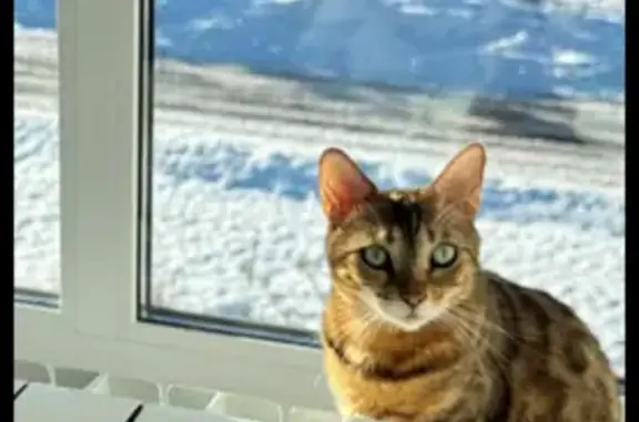 Кошки потеряшки, , фото: Потеряшка кошка, ул. Горнолыжная, Ижевск