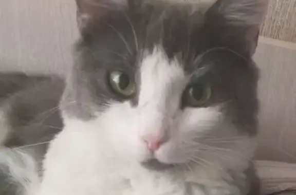 Кошки потеряшки, Новгородская область, фото: Потеряшка кошка, ул. Соляная, Старая Русса