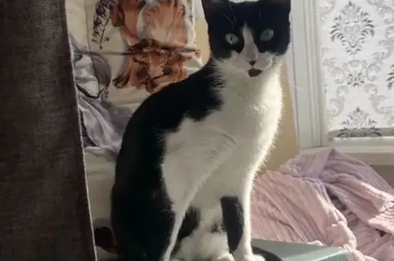 Пропала кошка, пр. Кораблестроителей, 4