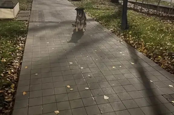 Найдена собака, Нижний Новгород, фото: Собака найдена: Рождественская ул, 24