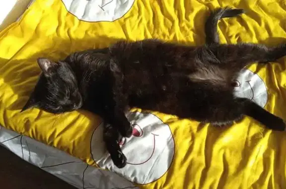 Пропала кошка, Мичуринская 124, Тамбов