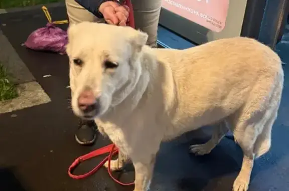 Найдена собака, ул. Стромынка, 20, Москва