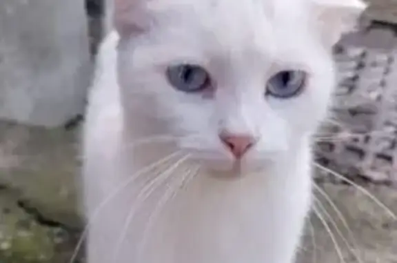 Найдена кошка, Новороссийск, фото: Найдена белая кошка, Менжинского 47
