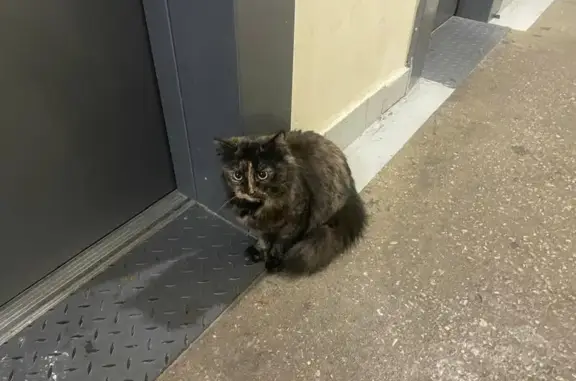 Найдена кошка, ул. Веневская, д.5, п.3