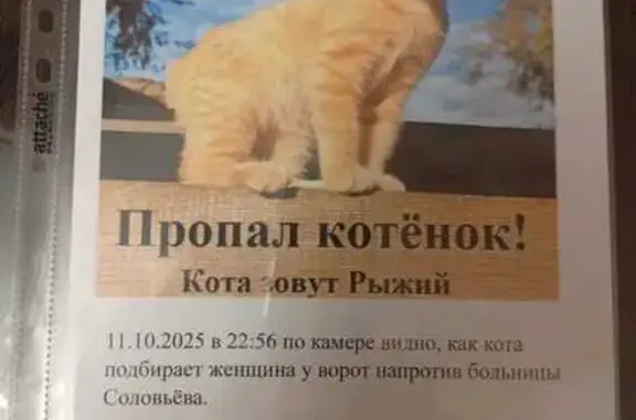 Пропала кошка, Астрахань, верните!