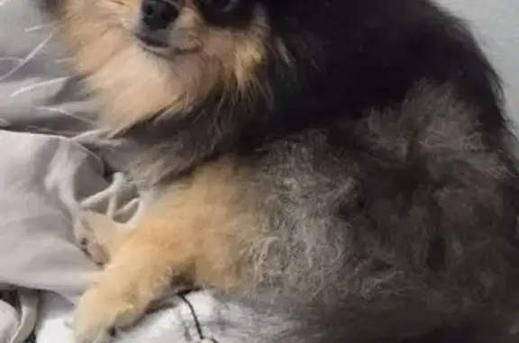 Собаки потеряшки, Псков, фото: Потеряшка собака, Инженерная ул. 118, Псков