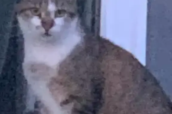 Пропала кошка, Орловка 2, Ставрополь