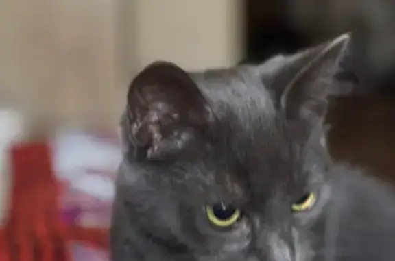 Найдена кошка, Просторная ул., Оренбург