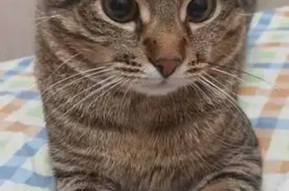 Кошки потеряшки, Зеленоград, фото: Потеряшка кошка, Георгиевский пр., 37 к1