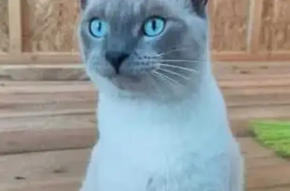 Пропала кошка, Никольское, СНТ Сокол-1