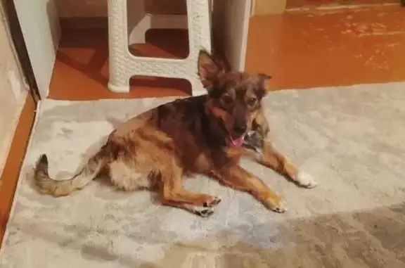 Собаки потеряшки, Аксай, фото: Потеряшка собака, Садовая ул., 18Б, Аксай