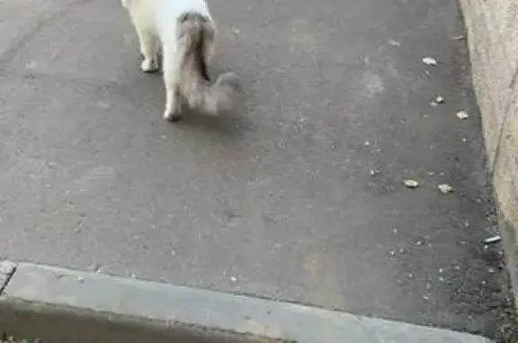 Кошки потеряшки, Набережные Челны, фото: Потеряшка кот Снежок, Набережные Челны, 3/10