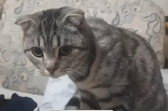 Пропала кошка, ул. Чайковского 3, Алапаевск