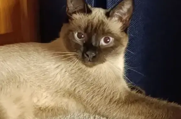 Пропала сиамская кошка, Ангарск, с9