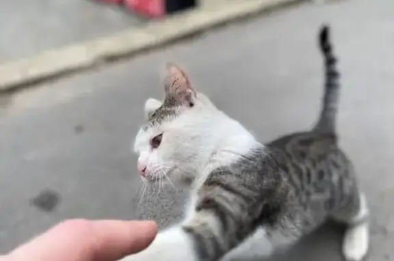 Найдена кошка на улице Кауля, Тула