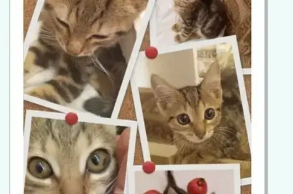 Кошки потеряшки, Ростов-на-Дону, фото: Потеряшка кошка на Будённовском проспекте