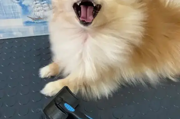 Собаки потеряшки, Агрыз, фото: Потеряшка собака, ул. Гоголя 10, Агрыз