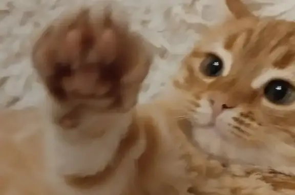 Пропала рыжая кошка, Советская 6, Нефтегорск