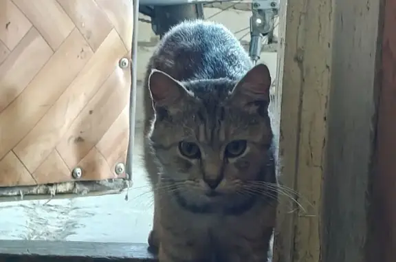 Пропала кошка, Грюнвальд, Кременкульское СП