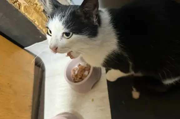 Найдена кошка, Индустриальная ул., Тверь