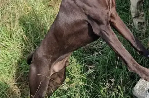 Потерянные животные Каспийск, фото: Пропала собака, СНТ Дагестан, Каспийск