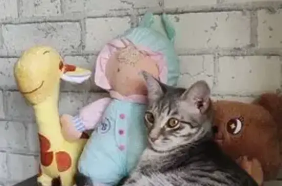 Кошки потеряшки, Новочебоксарск, фото: Потеряшка кошка, Комсомольская 12, Новочебоксарск