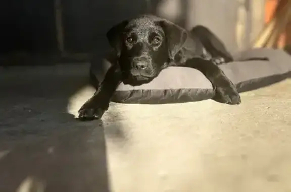 Пропала собака, Широкая ул., 411