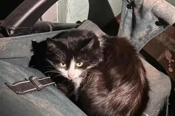 Найдена кошка, Иваново, фото: Найдена кошка, 3-я ул. Чайковского, Иваново