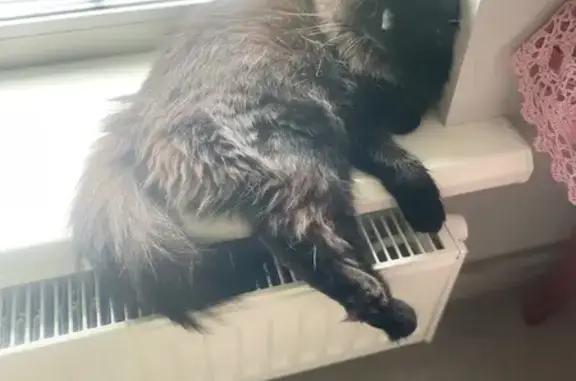 Пропала кошка, ул. Калинина, Брянск