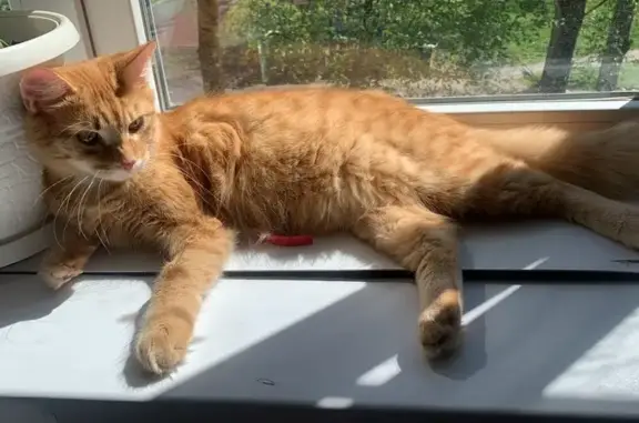 Кошки потеряшки, Ставрополь, фото: Потеряшка кот, переулок Шеболдаева, Ставрополь