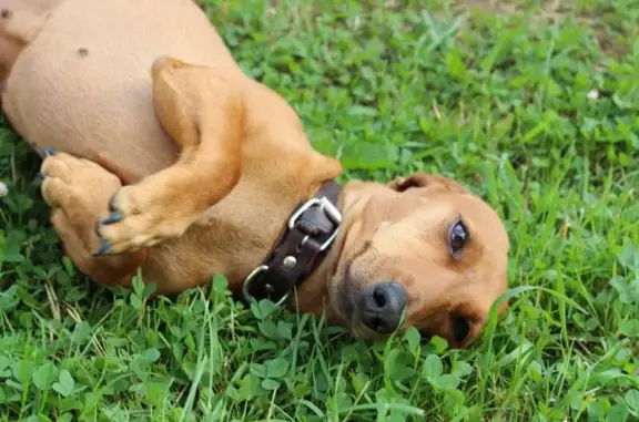 Пропала собака, ул. Пестеля 132, Ярославль