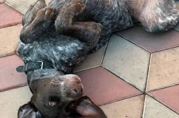 Пропала собака, ул. 30-летия Октября, 113