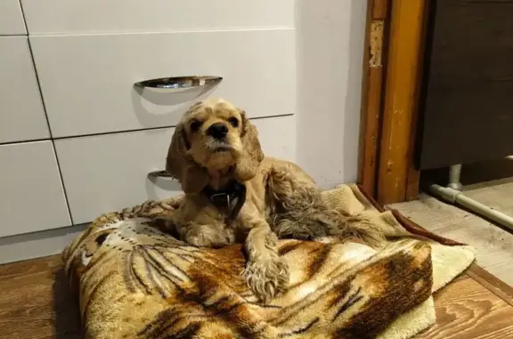 Собака найдена на Октябрьской, 32, Воронеж